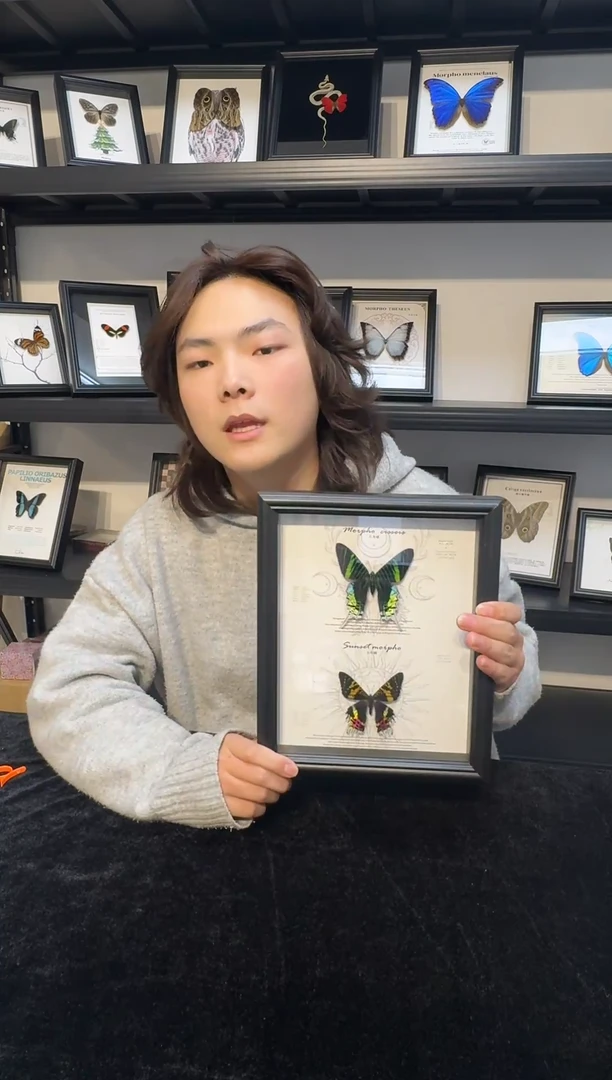 玻璃真实蝴蝶标本