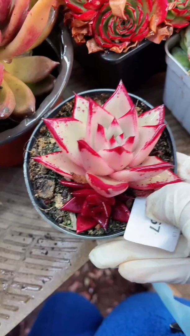 【闪购商品】13067