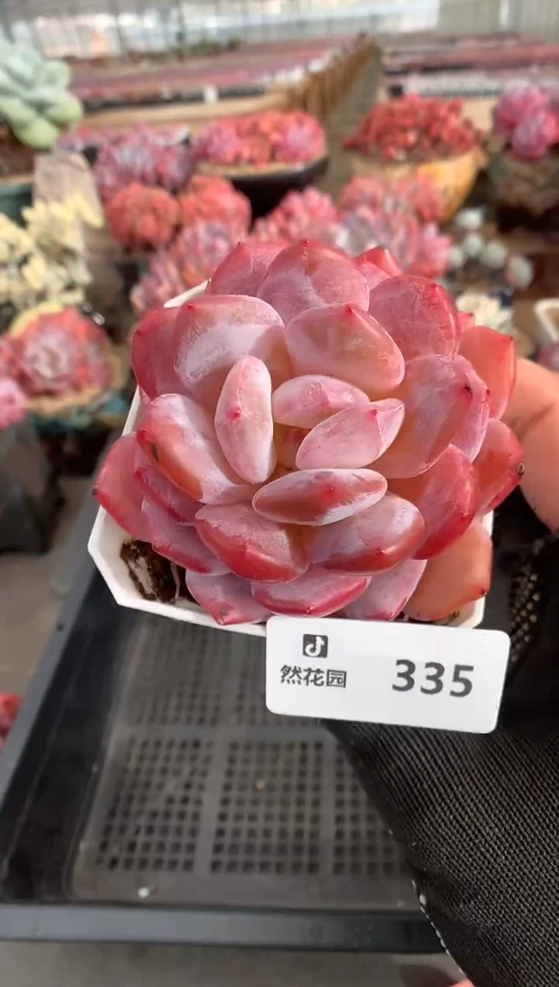 335雪天使一物一拍