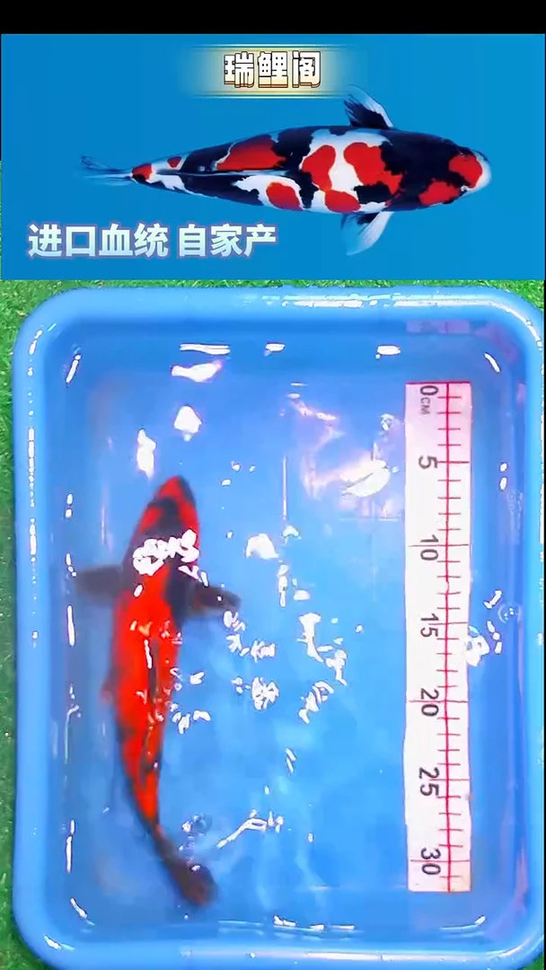 锦鲤瑞鲤阁精选--10