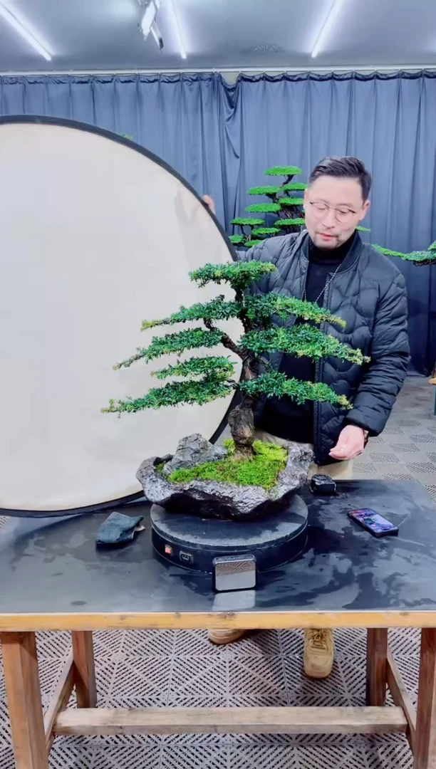 无花朵迎客松盆景