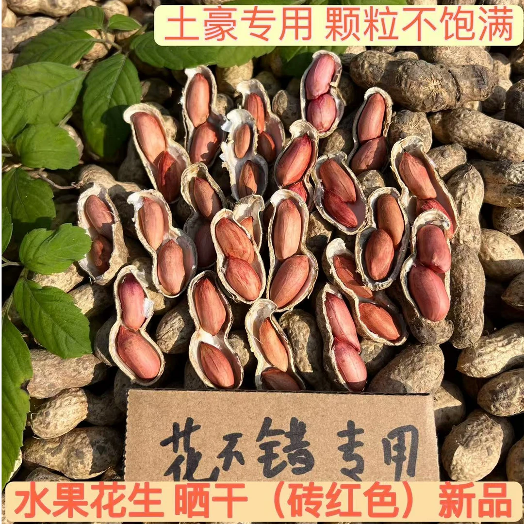 水果花生【 微干鲜花生】香甜可口 不甜包退