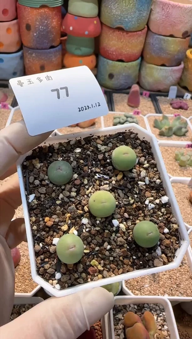 【闪购商品】25.1.12-77麻暑