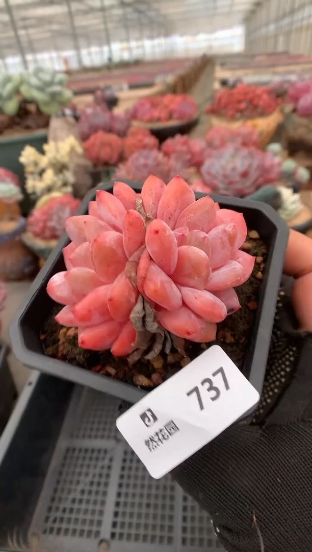 737雪天使一物一拍