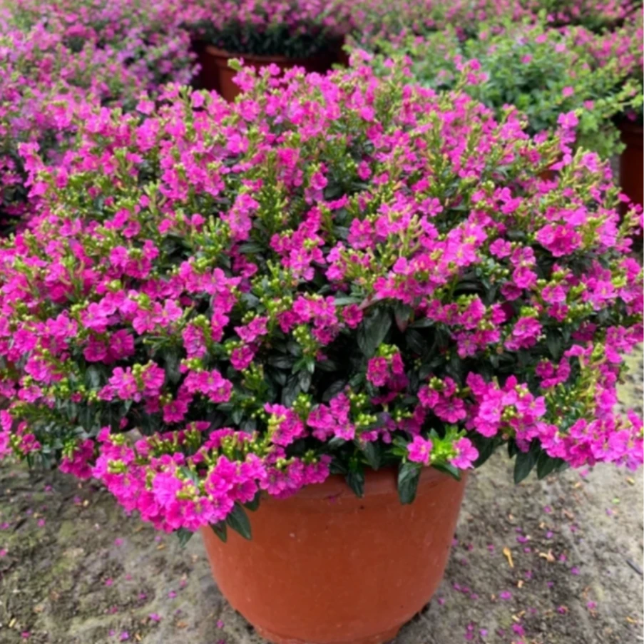 x4满天星原盆原土发货盆栽地栽开花爆盆阳台庭院满天星