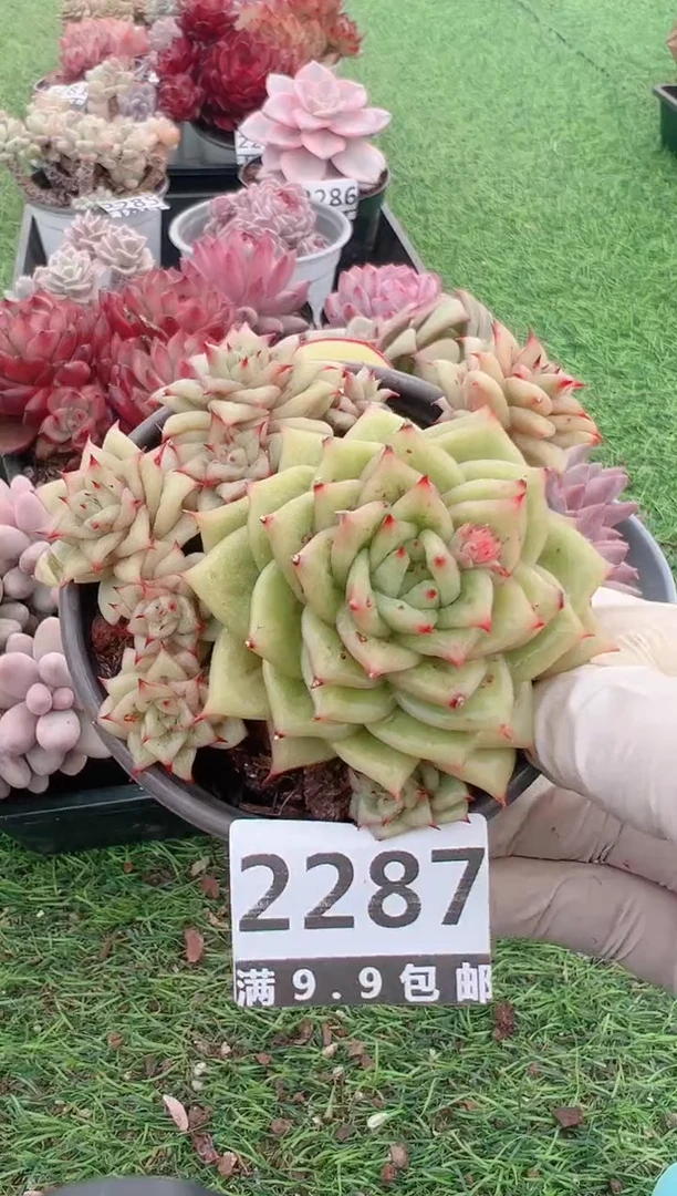 【闪购商品】信福多肉一物一拍