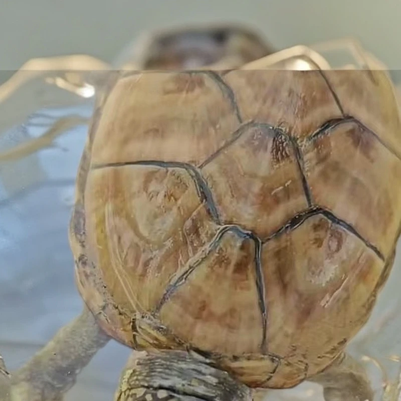 直播乌龟链接一龟一拍