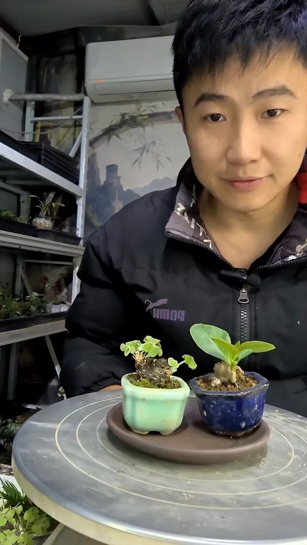 听****笑中青园艺一物一拍花78