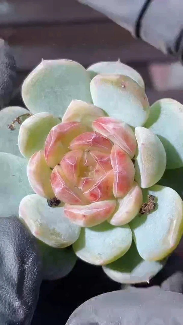 38-40 新珍妮3-4厘米量拍发一颗