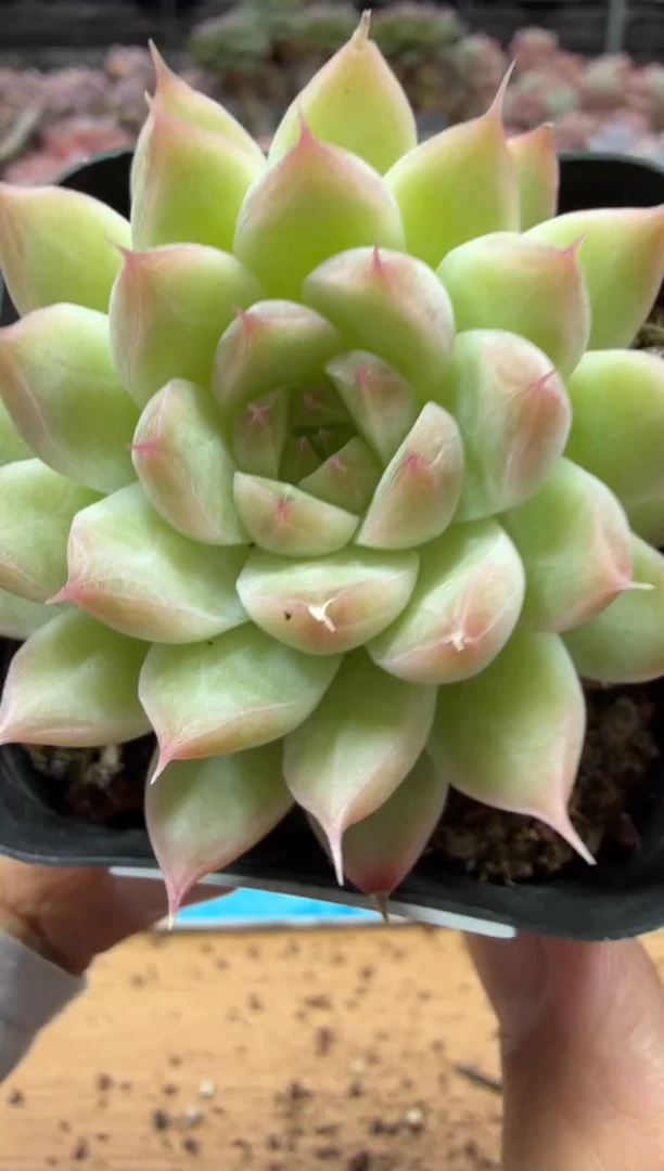 东云多肉园二店-728