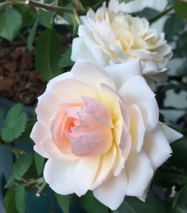 斯蒂芬妮古堡中苗 勤花丰花月季四家开花盆栽抗病好养1加仑盆月季