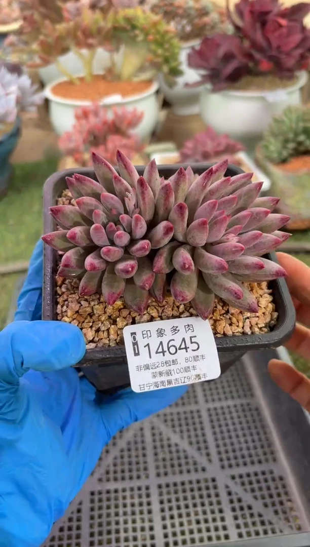 【闪购商品】14645