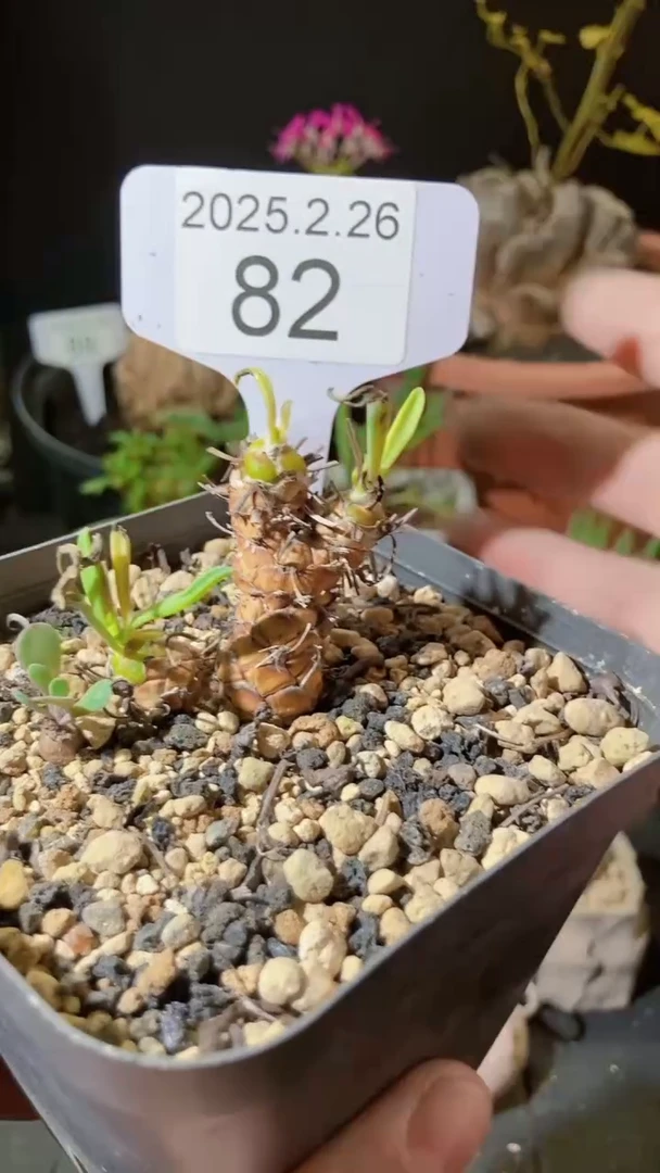 【闪购商品】苏铁厚敦菊2.26.82