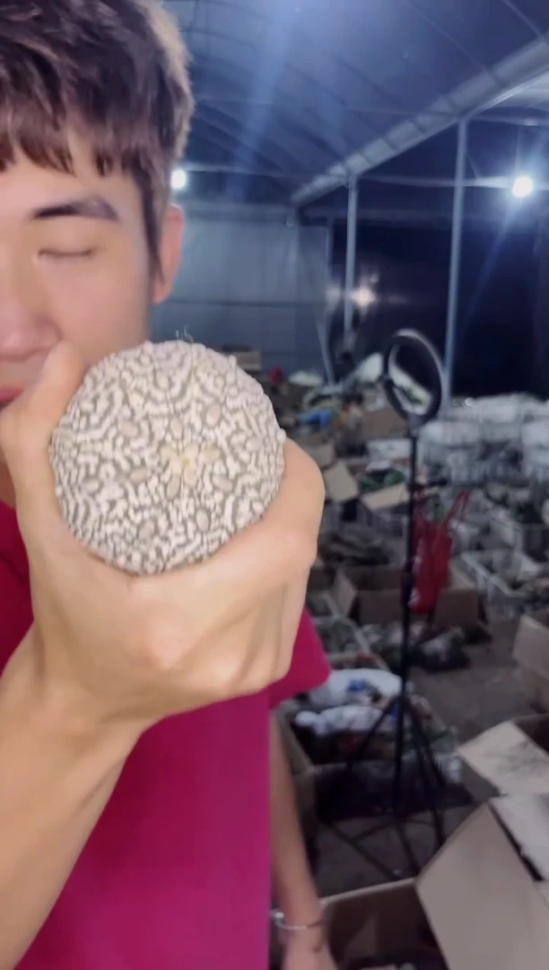 2颗 精品 超浓白兜 4-6cm 实生根