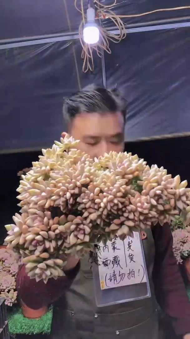 208淡雪缀化一物一拍