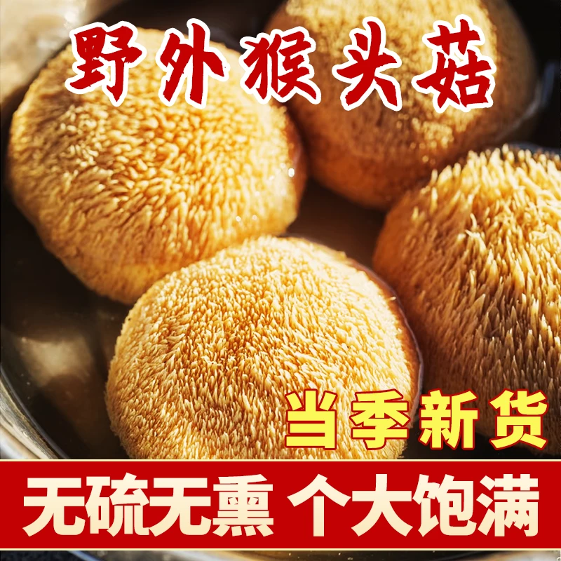 猴头菇干货新鲜野生纯正宗的补品食品东北猴头菇