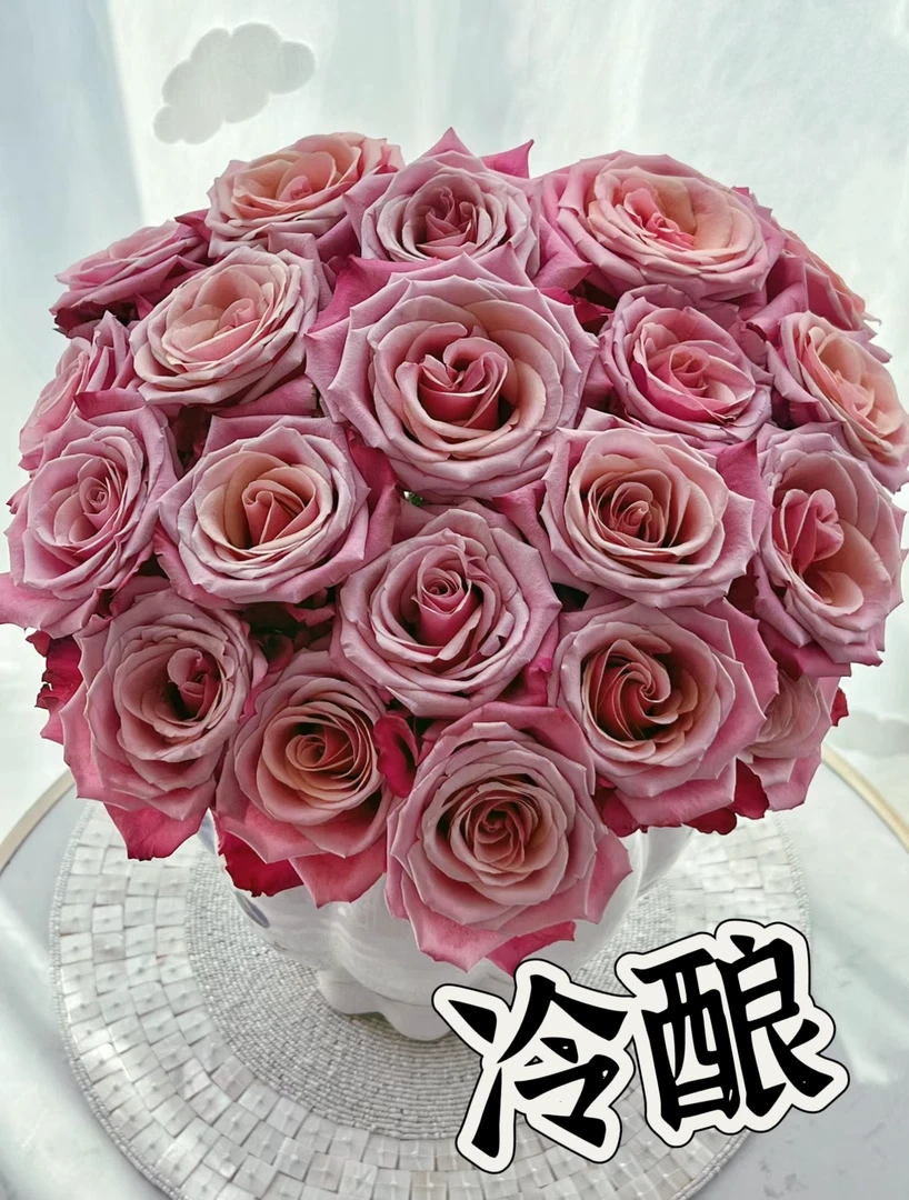 【冷酿】可儿茁时花园精选月季 精品根接露天苗切花抗病勤花