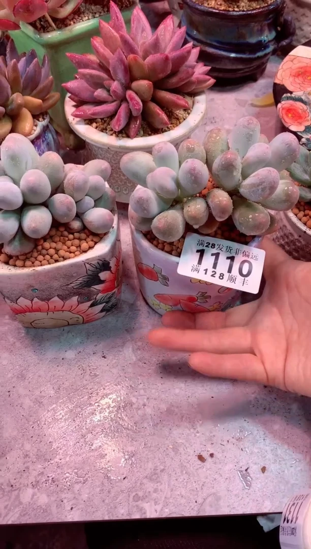 糖?1110——生鲜绿植不支持7天无理由退货