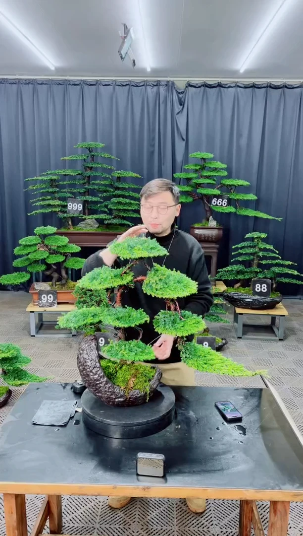 无花朵盆景......