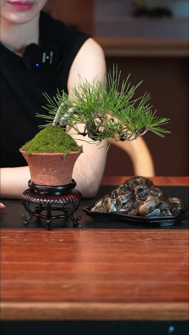 无花朵C黑松盆景盆景