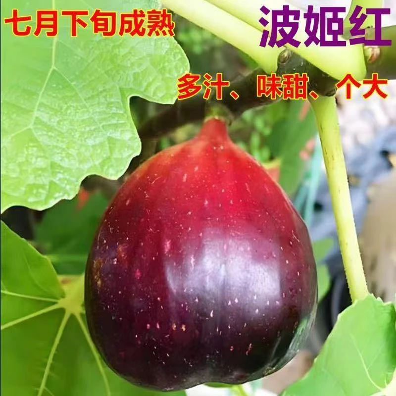 无花果树果苗特大果带土带叶无花果庭院树苗南北方种植