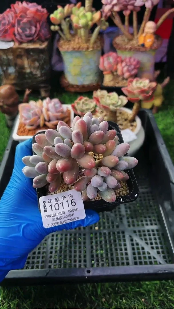 昆明印象多肉10116