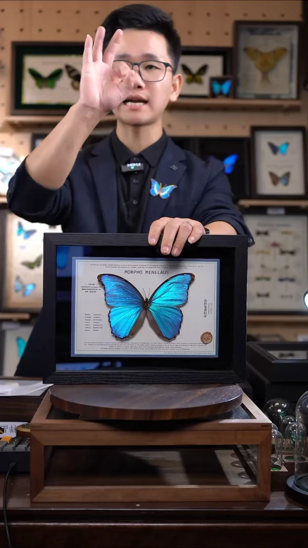 大蓝闪蝶A4设计横版带证书