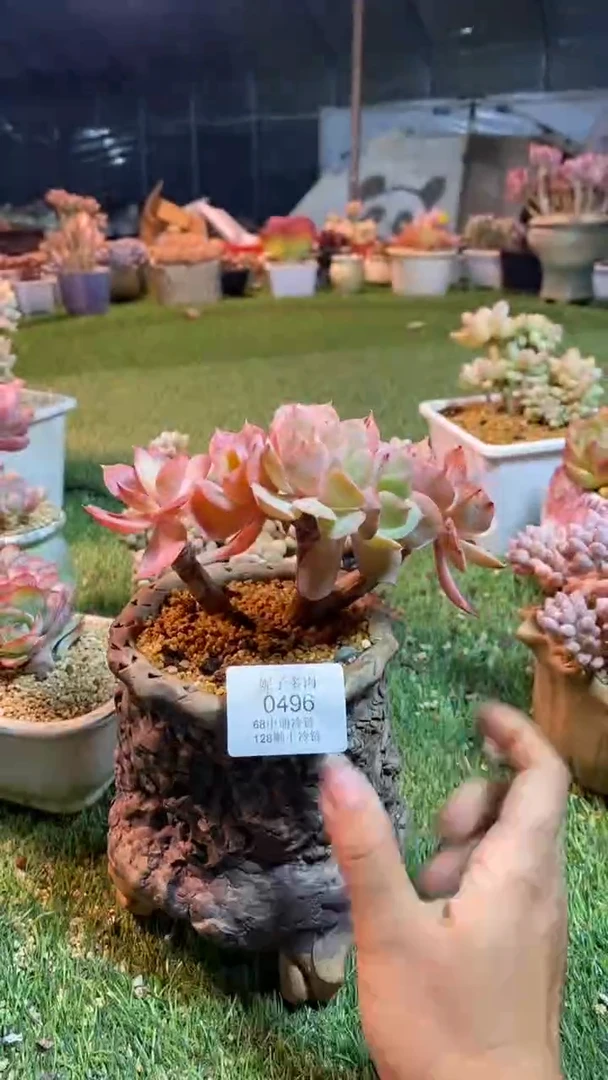 0496《满28包邮发货》