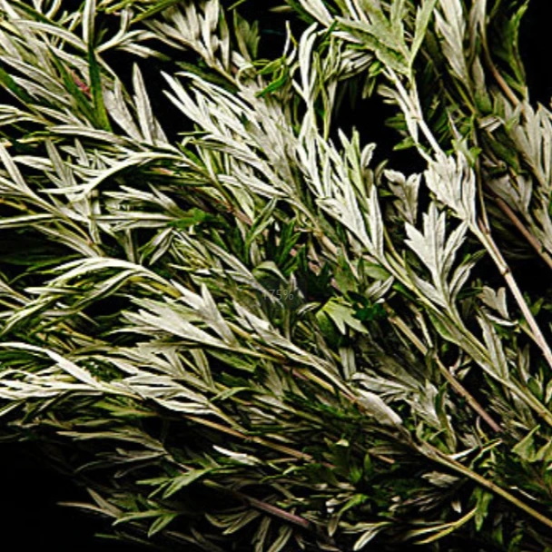 【鲜艾蒿2-3斤送红绳】艾蒿整颗端午节入户门挂件 手工采摘野地生长泡脚坐月子绿色蔬菜