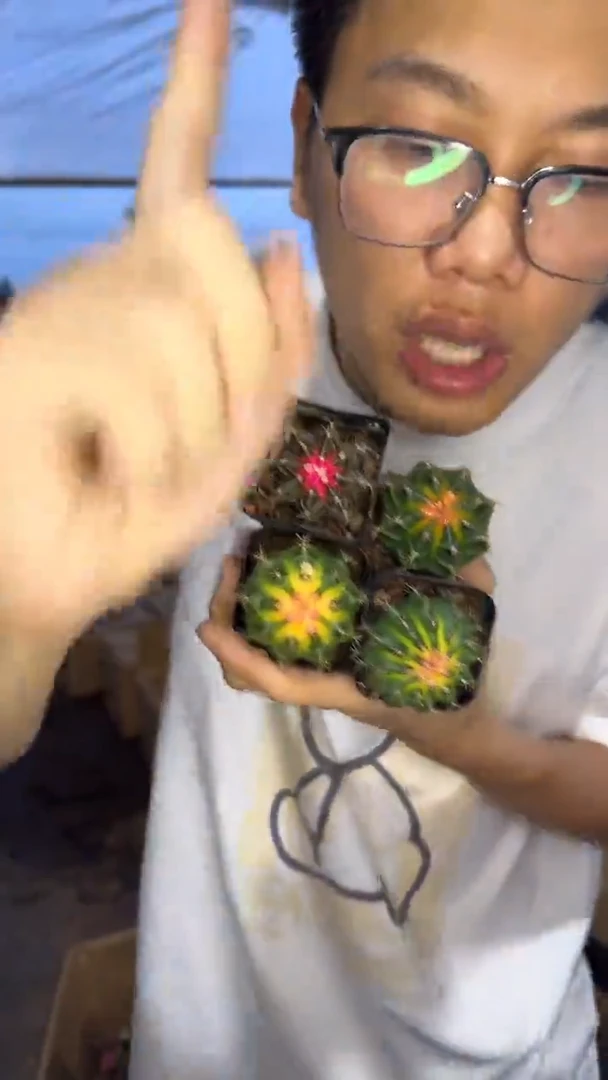 4颗 米哈牡丹锦【实生根】