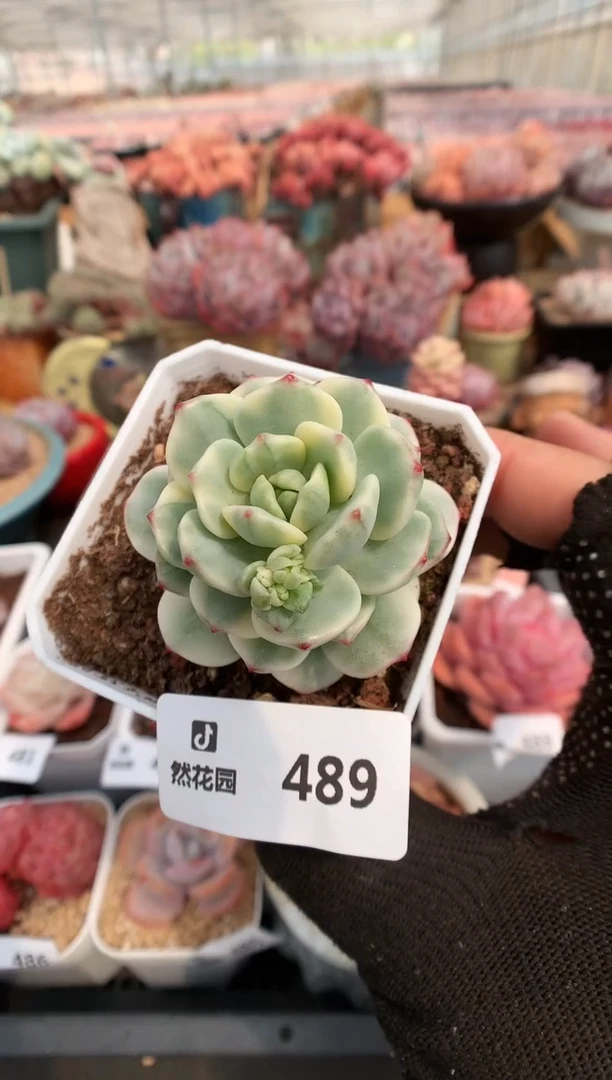 【闪购商品】489香草锦一物一拍
