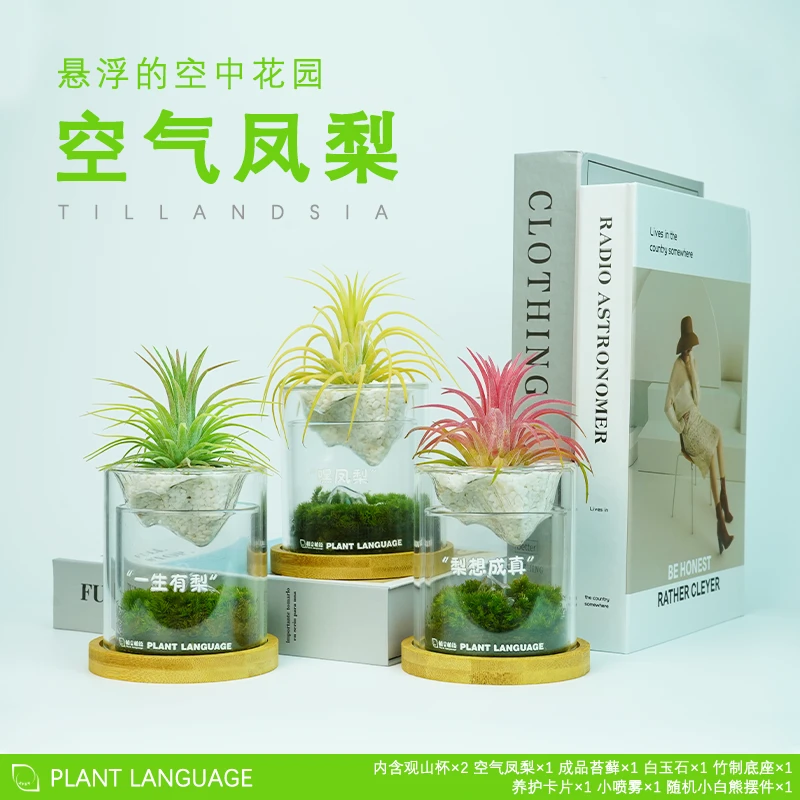 绿植空气凤梨苔藓微景观易养盆栽室工位摆件礼物DIY桌面植物办公