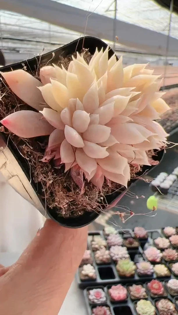 【闪购商品】新-22