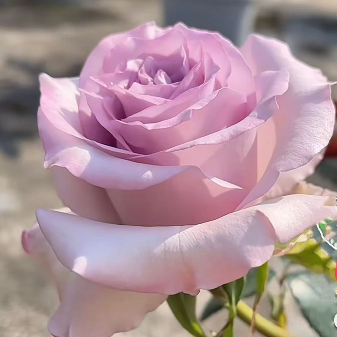 【海洋之歌】云南玫瑰花植物老桩现发大花盆栽地栽室内源头基地