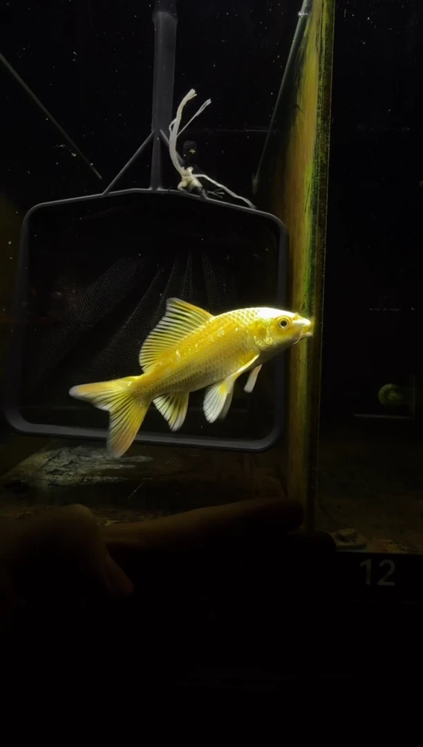 蝴蝶鲤鱼小****说蝴蝶鲤