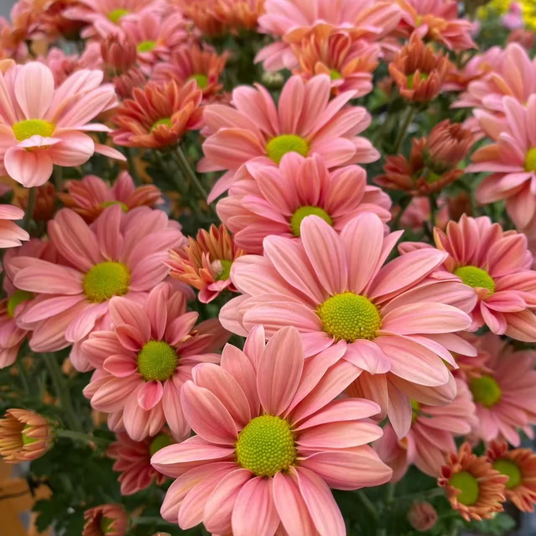 【三文鱼】网红三文鱼小菊盆栽耐高温庭院室内盆栽新手易爆花多季节