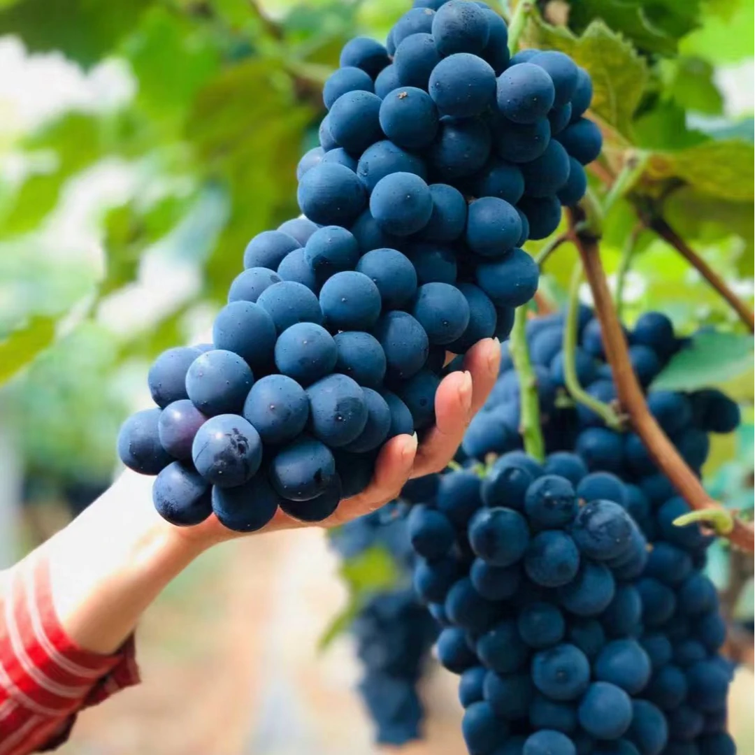 葡萄树苗特大巨峰无籽阳光玫瑰葡萄苗蓝宝石南爬藤北方种当年结果