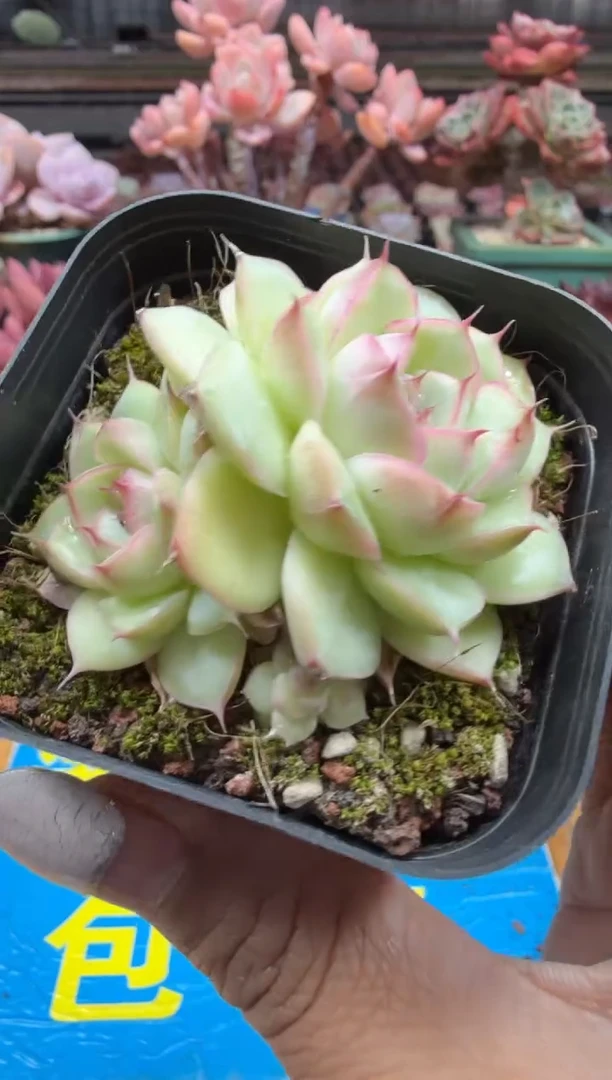 东云多肉园二店-303