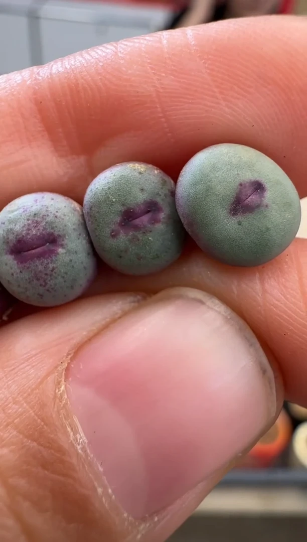 【闪购商品】30-39红嘴0094一颗