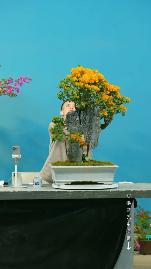 【闪购商品】盆景三角梅盆景