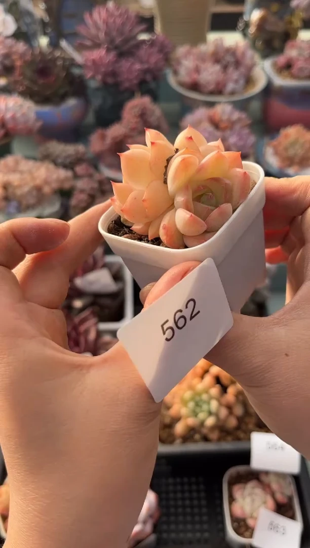 562双头个体多肉