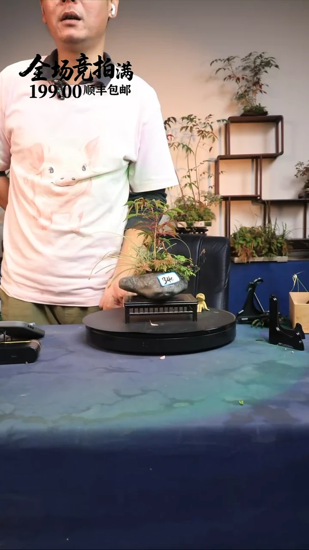 完全开放B40草本植物 顺丰到付