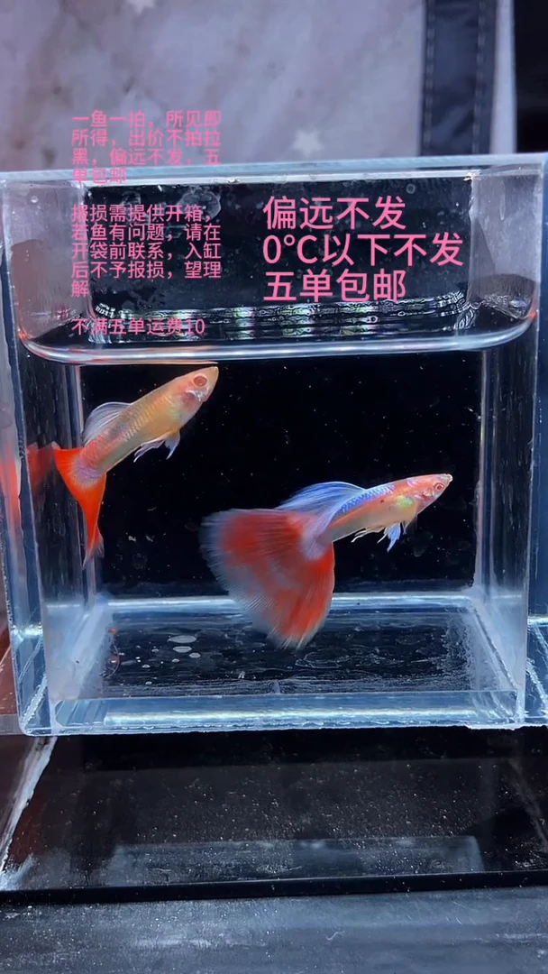 孔雀鱼孔雀鱼 01