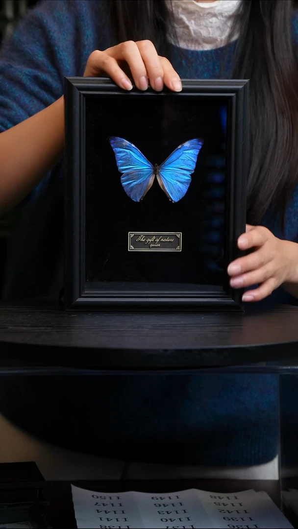 蝴蝶标本摆件竞拍安东尼斯I135