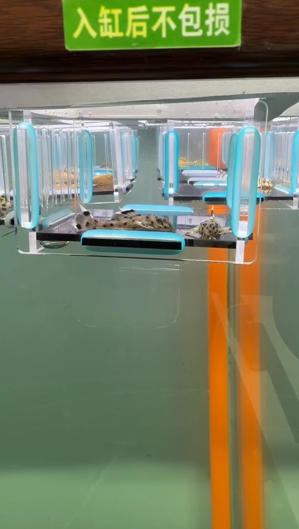 清道夫鱼146号264入缸不包损录制完整开箱视频3.9-4.2厘米