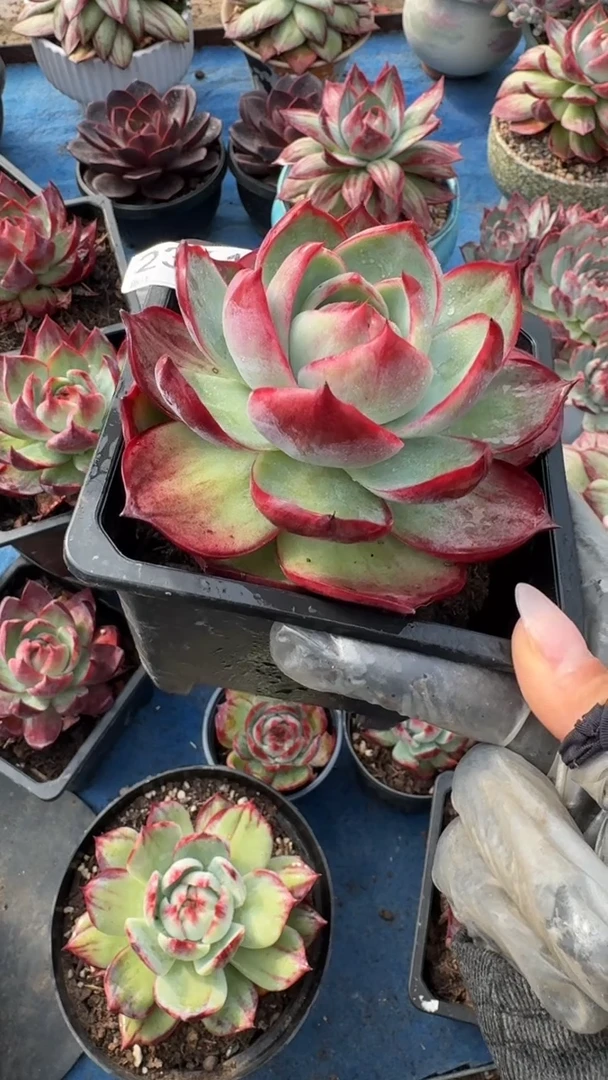 2361惊鸿仙子（裸根发货）