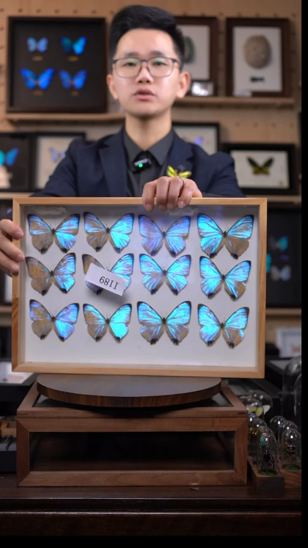 夜明珠闪蝶标本i189