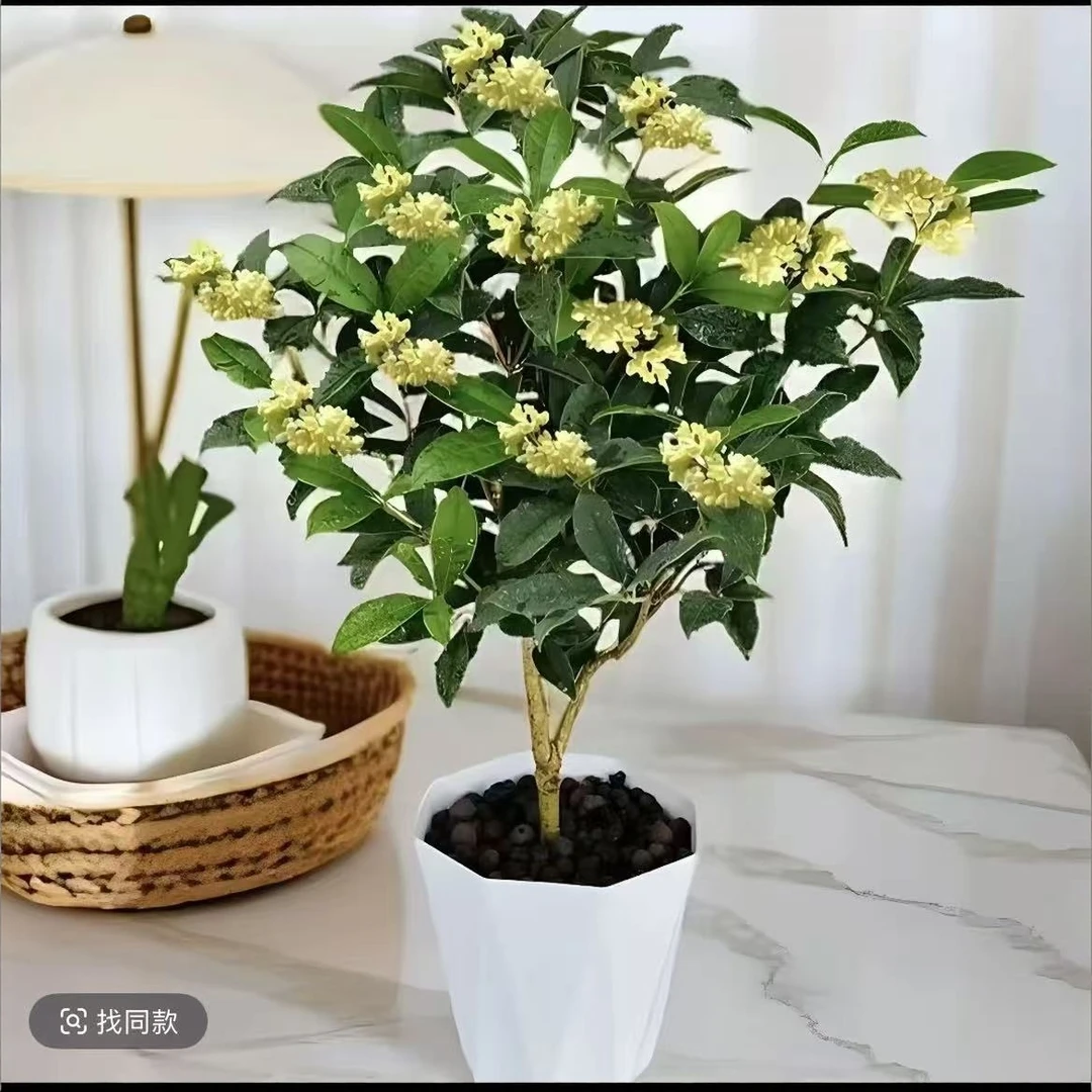 a四季金桂花盆栽浓香型花卉耐寒好养适合室内外阳台庭院
