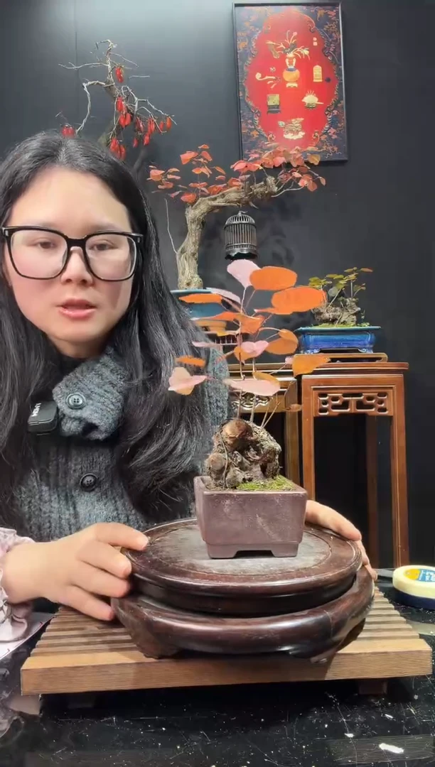 完全开放黄栌000