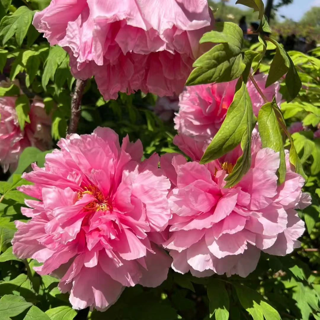 【圣代】 菏泽精品牡丹十年独杆  秋季发苗 粉色系